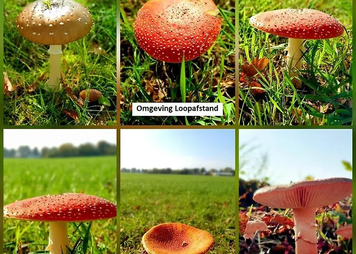 بيت للعطل De Varkensstal De Heurne