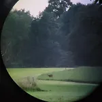 De Varkensstal *